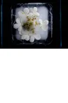 Exposition - Photographie 'Hanami' ou Un Cheminement Poétique